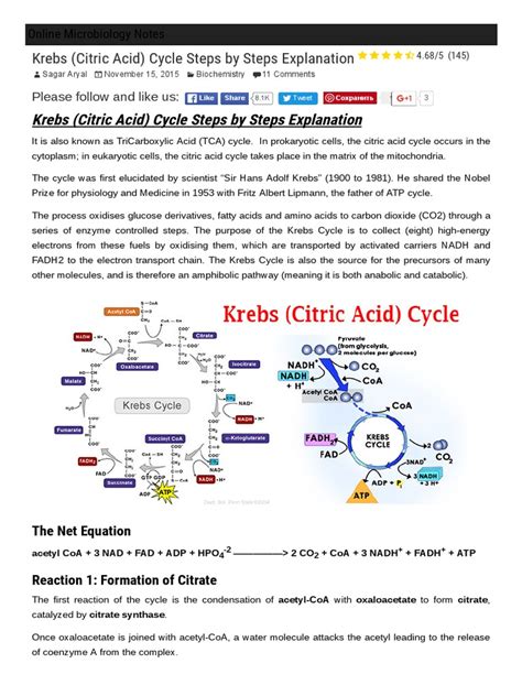 Krebs Citric Acid Cycle Steps By Steps Explanation Online