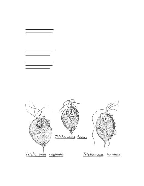 Figure 1 27 Trichomonas Pathogens Parasitology Ii