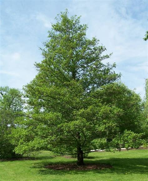 5 árboles De Sombra De Rápido Crecimiento Árboles De Sombra Arboles