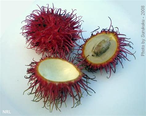 Rambutan Seed Pods Pinterest