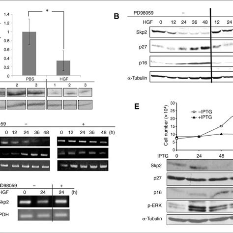 Skp2 Is Downregulated By Hgf In An Erk Dependent Manner A Western