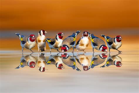 Lastuce Du Filet Pour Attirer Pleins D Oiseaux Au Jardin Ce Printemps