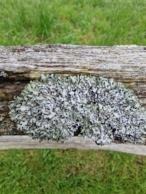 Hooded Tube Lichen From Fence St Mary The Virgin Churchyard Friston