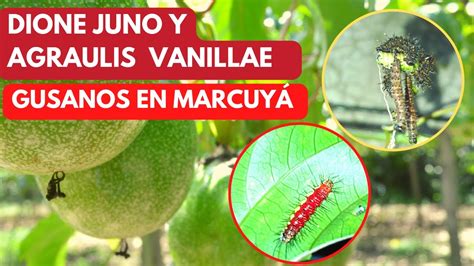 C Mo Eliminar El Gusano Negro Del Maracuy Youtube