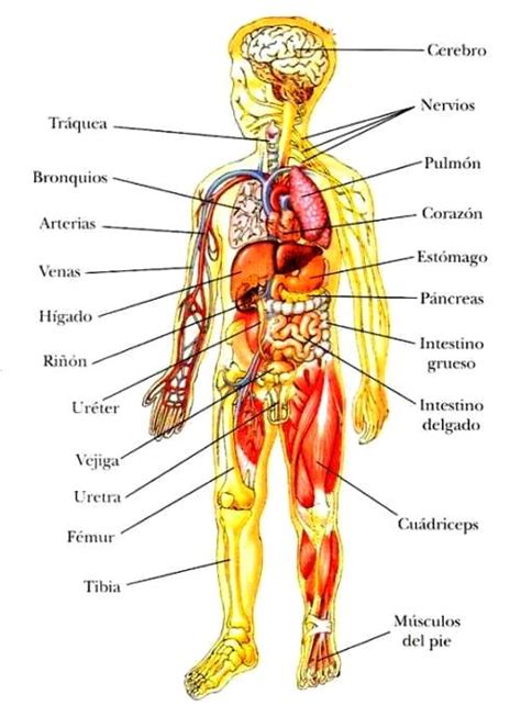 Principales órganos internos del cuerpo humano Cuerpo humano