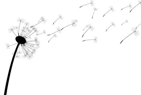 Dandelion Blowing Drawing