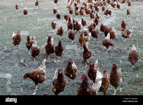 Farmed Chickens Hi Res Stock Photography And Images Alamy