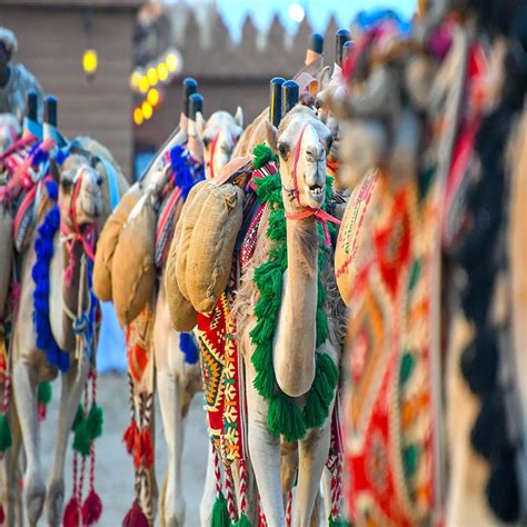 Camel Racing Beauty Pageants In Saudi Arabia Richest Races Saudi Scoop