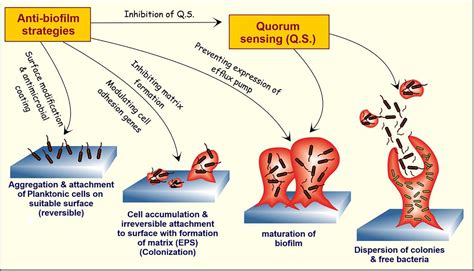 Anti Biofilm Agents Nature The Cure Idjsr