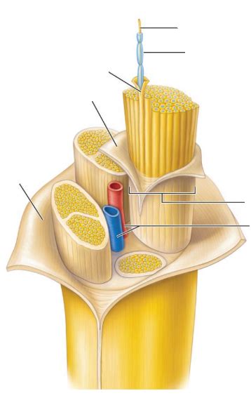 Nerve Structure Diagram Quizlet