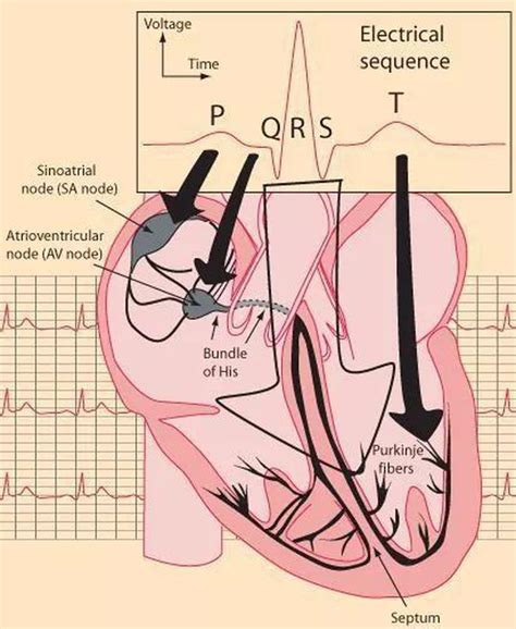 Heart Electical System Medizzy