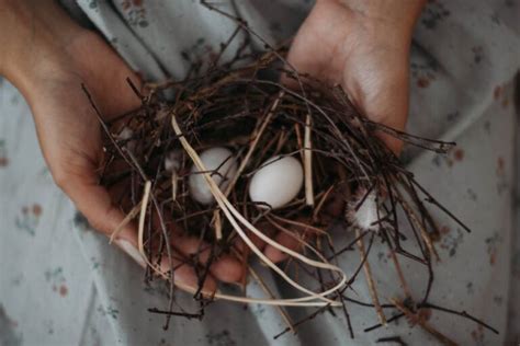 Warum legen Hühner Eier Jetzt Informieren GockelGarten de