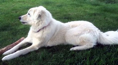 Kuvasz All Big Dog Breeds