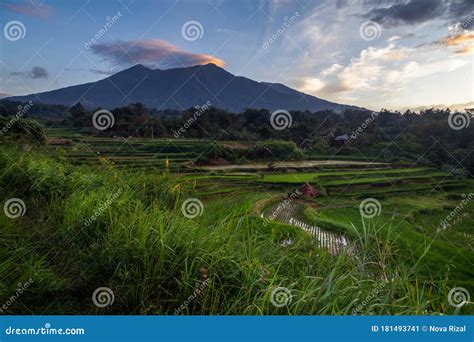 Merapi Mountain Volcano Mountain With Rice Fields Stock Image Image