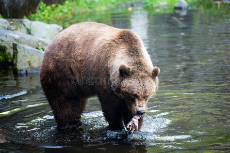 Closeup of a Brown Grizzly Bear Hunting for Fish in the Lake Near the ...