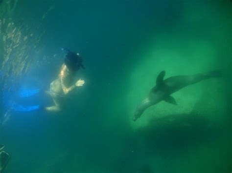 Snorkel with Sealions at Isla Espíritu Santo outside of La Paz, Baja ...