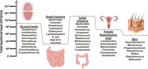 The Human Microbiome Flashcards Quizlet