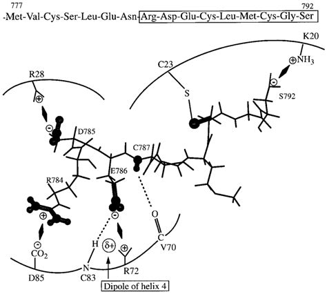 Schematic Of The Interactions Predicted Between Human Glutaredoxin And