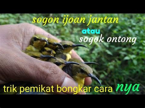 Trik Akurat Membedakan Sogon Ijoan Jantan Dan Betina YouTube