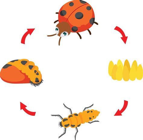 illustration life cycle ladybug vector 3240042 Vector Art at Vecteezy