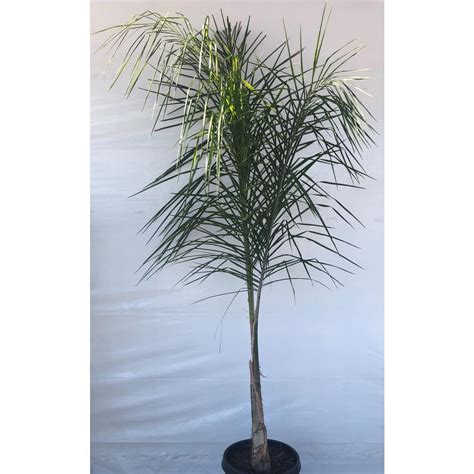 15 Gal Queen Palm In Grower Pot 879002 The Home Depot