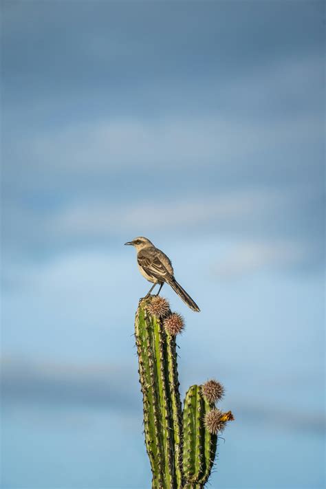 Mockingbird Photos, Download The BEST Free Mockingbird Stock Photos ...