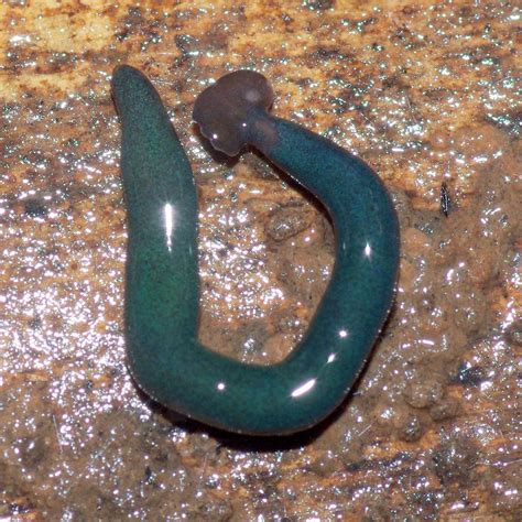 French Citizen-Scientists Discover Giant Flatworm Species – Courthouse ...