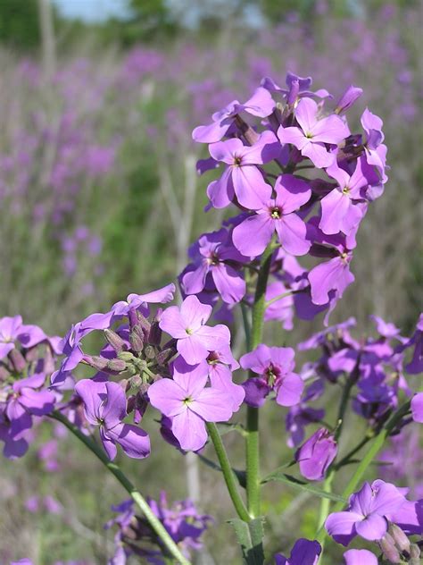 Plant World: Hesperis matronalis