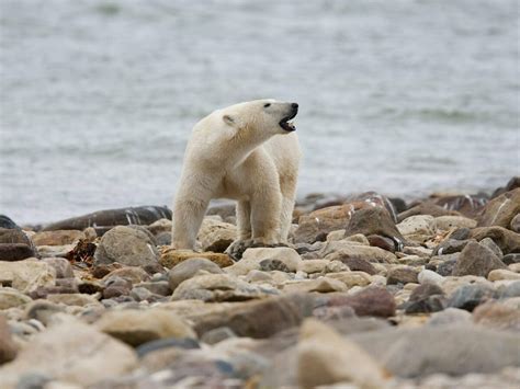 Polar bear numbers are dropping in Canada's Western Hudson Bay : NPR