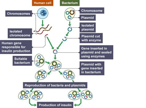 Learn About Genetic Modificaion And Cloning With With BBC Bitesize GCSE