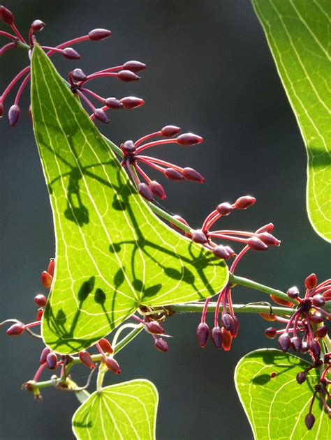 Images Gratuites Arbre La Nature Branche Baie Feuille Fleur