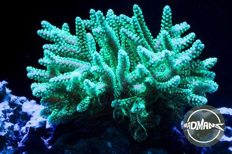 Birdsnest Coral: The Beginner’s Guide To Coral Care And Maintenance