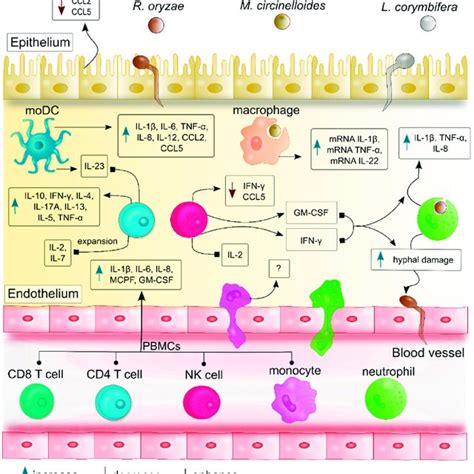 Cytokines and chemokines profiles produced by different host immune ...