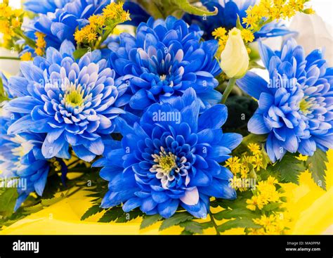 Aster bouquet hi-res stock photography and images - Alamy