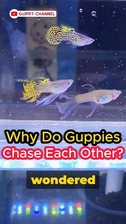 Guppy Fish Care Why Do Guppies Chase Each Other Guppy Aquarium