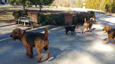 Running Down Our Lane Akc Purebred Airedale Terrier Puppies For Sale On