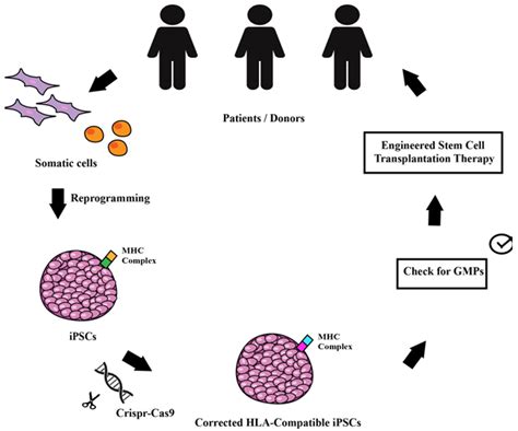 Ijms Free Full Text Induced Pluripotent Stem Cells Ipscs And Gene