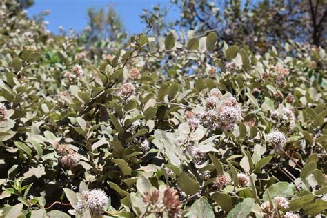 Tola Blanca Proustia Pyrifolia Vivero Pumahuida