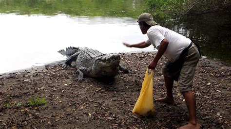 Wild Crocodile Feeding In Puerto Vallarta Mexico Youtube