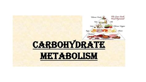 SOLUTION Carbohydrates Metabolism Studypool