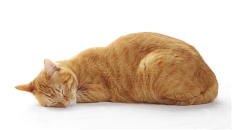 10 Cat Sleeping Positions When Sick & Other Signs of Pain