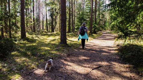 How to Easily Find Dog Friendly Hiking Trails - Gearweare.net