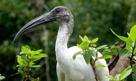 Vedanthangal Bird Sanctuary