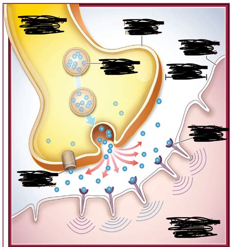 Synapse diagram labelling Diagram | Quizlet