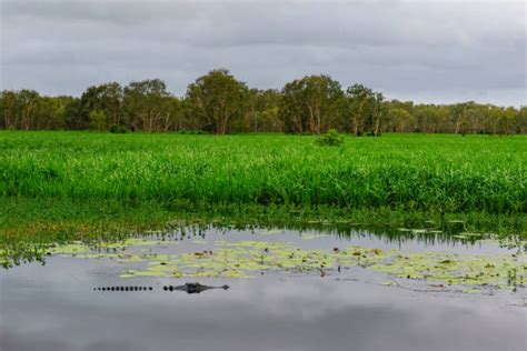 280+ Crocodile In Green Camouflage Stock Photos, Pictures & Royalty-Free Images - iStock