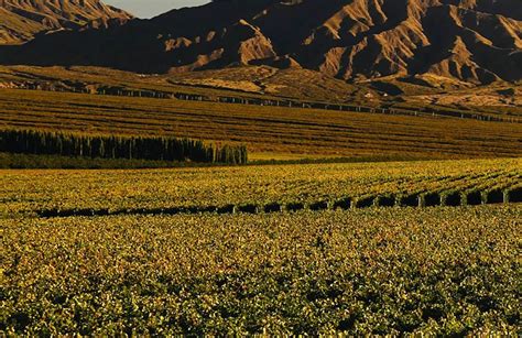 San Juan Tiene Una Nueva Indicaci N Geogr Fica De Vino Argentino