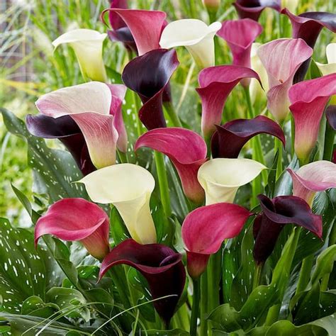 Garden State Bulb 14 Plus Cm Purple Rain Mixed Calla Lily Flower Bulbs