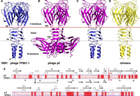 Crystal Structure Of A Chimeric Receptor Binding Protein Constructed