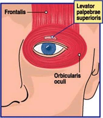 Levator palpebrae superioris – Location, Anatomy, Function, Disorders ...