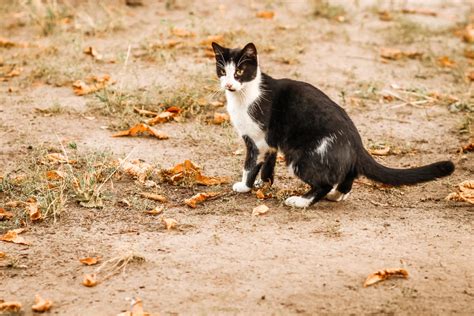 Le Droit des animaux une question de justice et d éthique MJ Actu